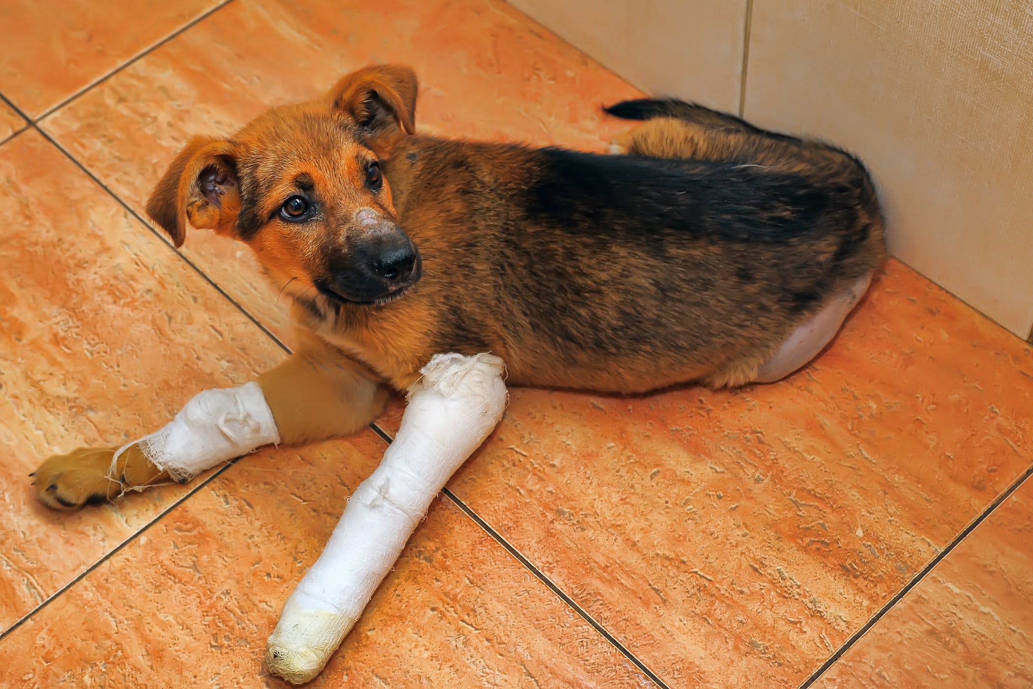 Read more about the article Собака сломала лапу – что делать?